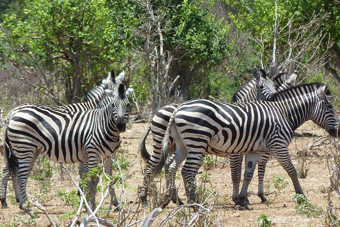Cheetah Safari Discounted Package - Traveler Expectations