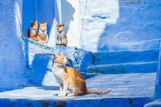 Chefchaouen Day Trip! The Blue Pearl - Captivating Traveler Photos
