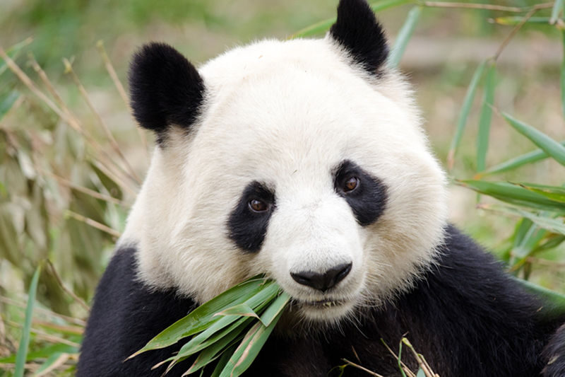 Chengdu 1-Day English Group Tour: Panda Breeding Research Base + Leshan Giant Buddha - Key points before you book