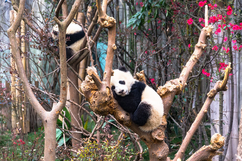Chengdu 1-Day English Group Tour: Panda Breeding Research Base + Leshan Giant Buddha - Two very different Chengdu-area highlights in one day