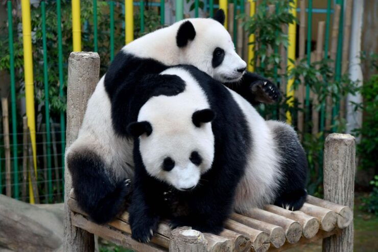 Chengdu: 2 Days Panda, Leshan Buddha and Emeishan Group Tour - Itinerary