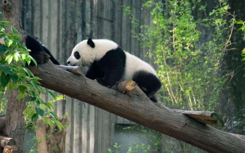 Chengdu: 7-Day Private Tour with Mt.E-mei and Jiuzhaigou - Exploring Chengdu: Start with the Pandas and City Life