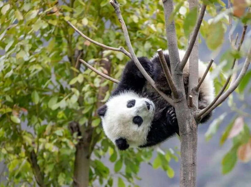 Chengdu: 9-Day Western Sichuan Self-Drive Tour - FAQs