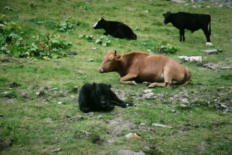 Chengdu: Algou Valley Hiking Tour with Roundtrip Transfer - Exploring the Details of the Algou Valley Hiking Tour