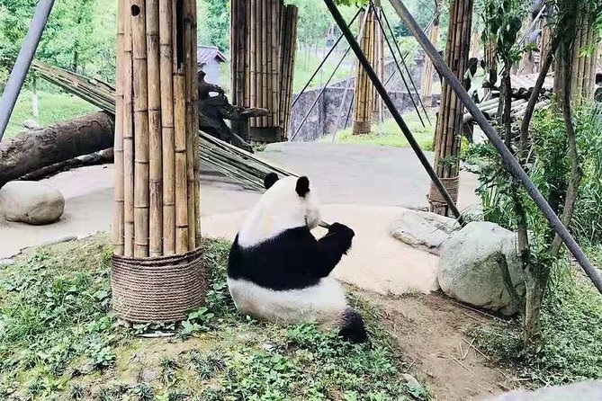 Chengdu All Panda Experience Private Day Tour - Booking Details