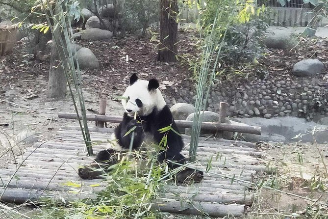Chengdu All Panda Experience Private Day Tour - The Sum Up