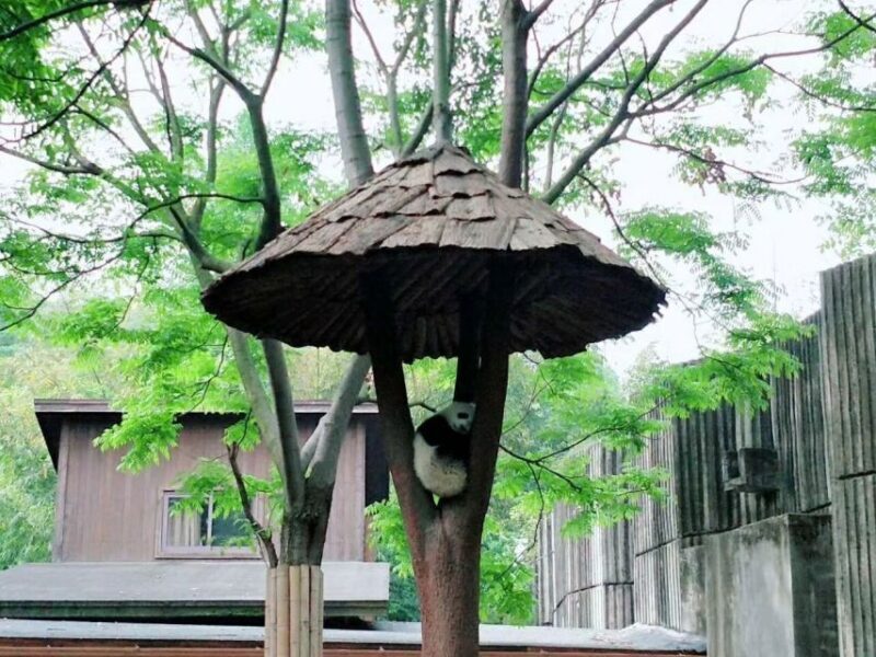 Chengdu: Chengdu Day Trip with Giant Panda and Leshan Buddha - The Morning: Panda Reserve Visit