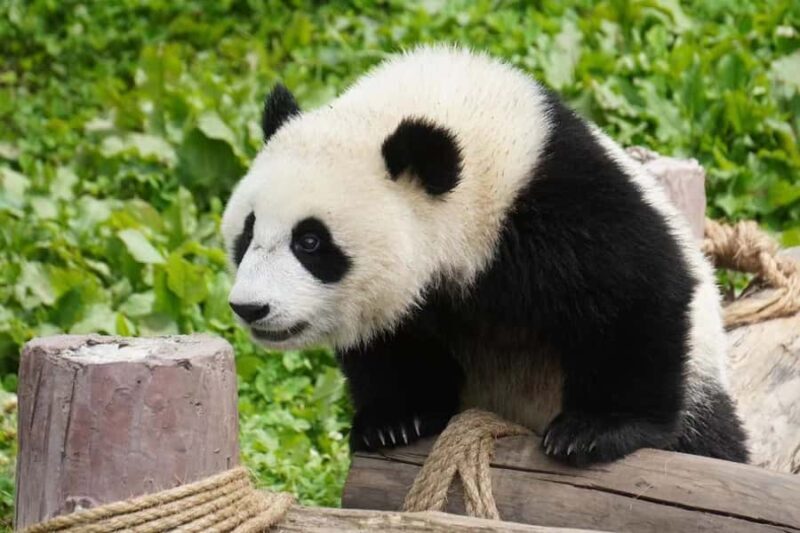 Chengdu: Chengdu Day Trip with Giant Panda and Leshan Buddha - Lunch Break & Cultural Context