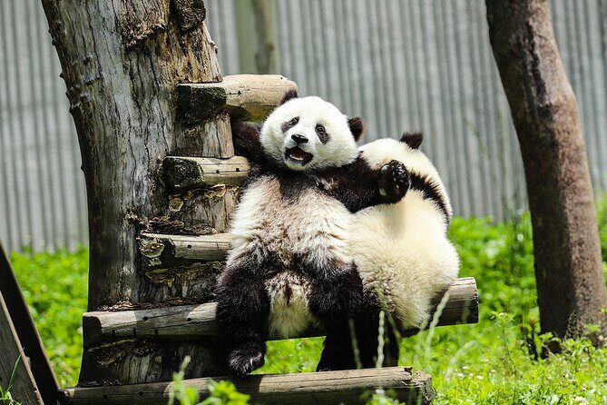 Chengdu Culture: Panda, Teahouse and Performance - A Day in Chengdu: What to Expect