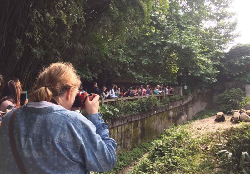 Chengdu Day Tour of Panda Hometown & Taoist Mountain - A Deep Dive into the Chengdu Panda & Taoist Mountain Tour  