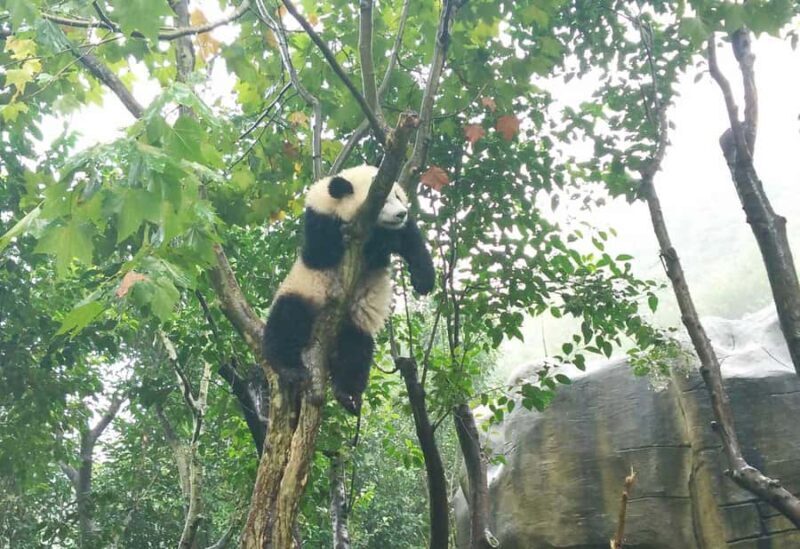 Chengdu Day Tour of Panda Hometown & Taoist Mountain - FAQ  
