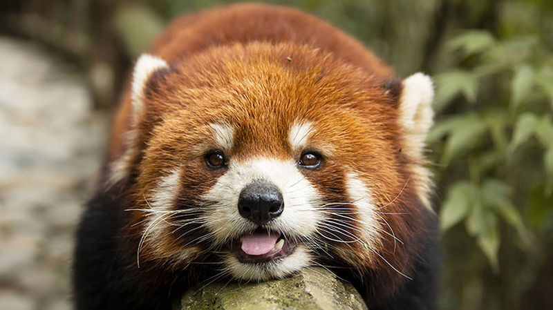 Chengdu Dujiangyan & Panda Valley Day Experience - Two very different stops in one day