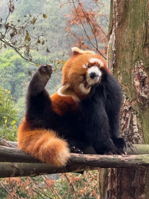 Chengdu Dujiangyan & Panda Valley Day Experience - Panda Valley: closer to nature, less like a city attraction