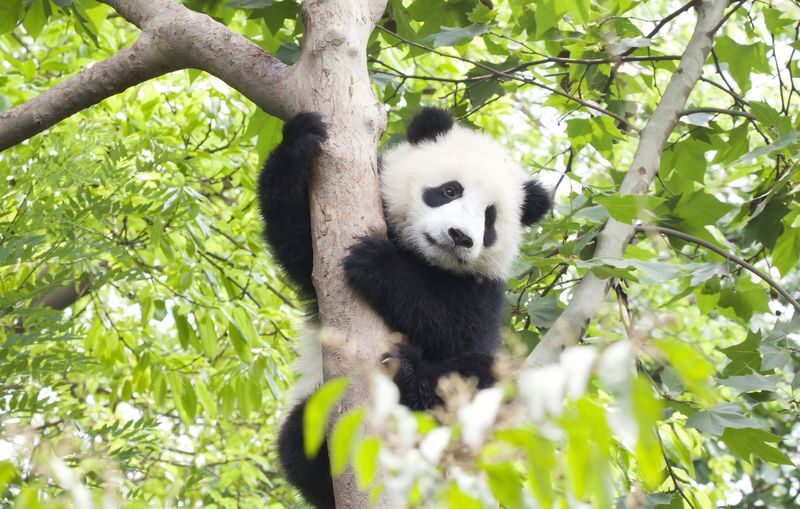 Chengdu Dujiangyan & Panda Valley Private Full-Day Tour - A Panda Stop With Room to Watch