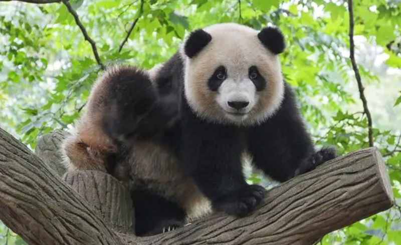 Chengdu Dujiangyan & Panda Valley Private Full-Day Tour - The Private Car Makes the Day Easier