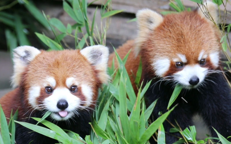 Chengdu Dujiangyan & Panda Valley Private Full-Day Tour - Lunch, a Bookstore, and What to Prioritize