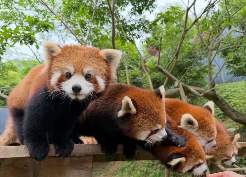 Chengdu Dujiangyan Red Panda Forest Park - At a glance