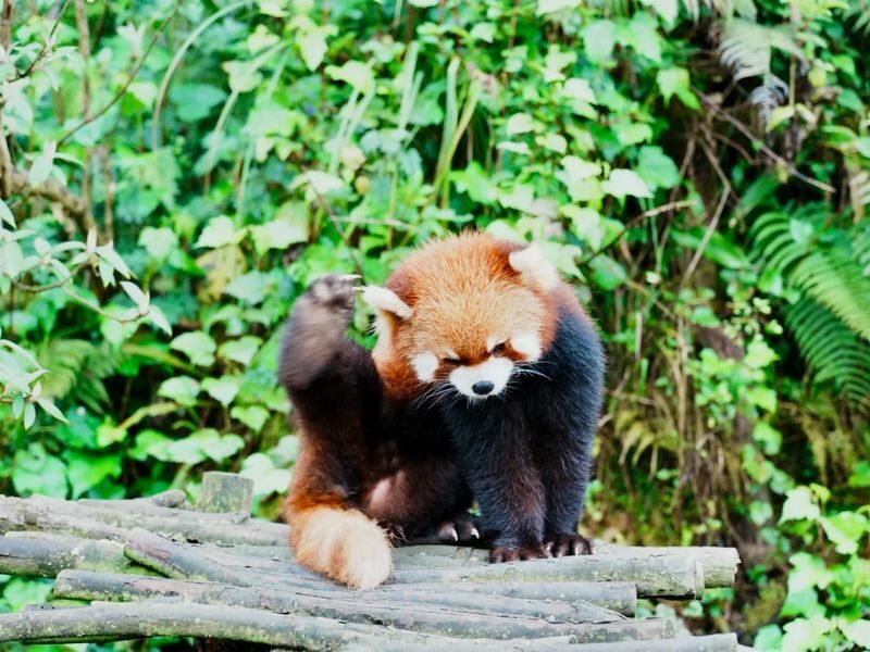 Chengdu Dujiangyan Red Panda Forest Park - A forest park built around red pandas