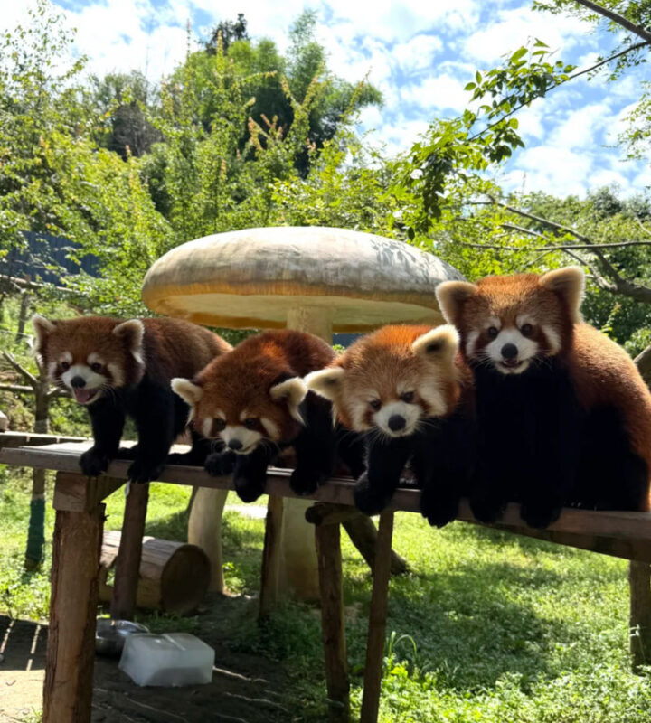 Chengdu Dujiangyan Red Panda Forest Park - Raccoons, rabbits, and the other animal encounters