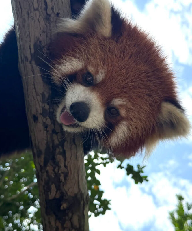 Chengdu Dujiangyan Red Panda Forest Park - How to plan your visit