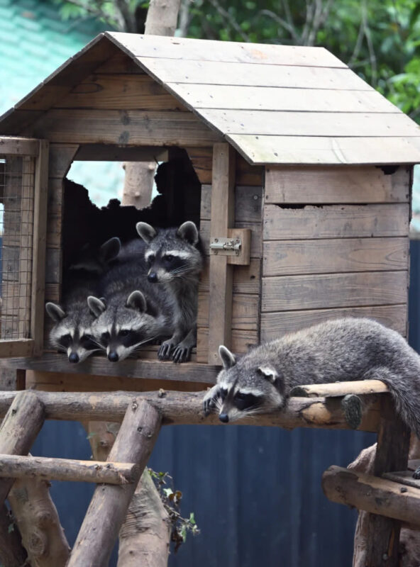 Chengdu Dujiangyan Red Panda Forest Park - Price, packages, and what is included