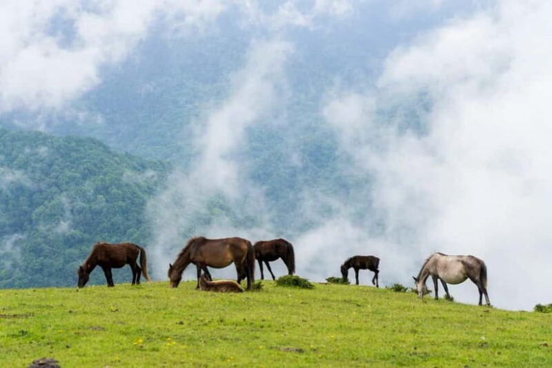 Chengdu: Ganhaizi Hidden Paradise Day Trip with Hike - The Itinerary in Detail
