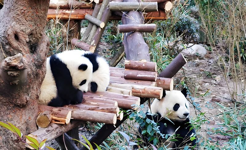 Chengdu Giant Panda and Leshan Giant Buddha Full-Day Sightseeing Tour - Key points to know