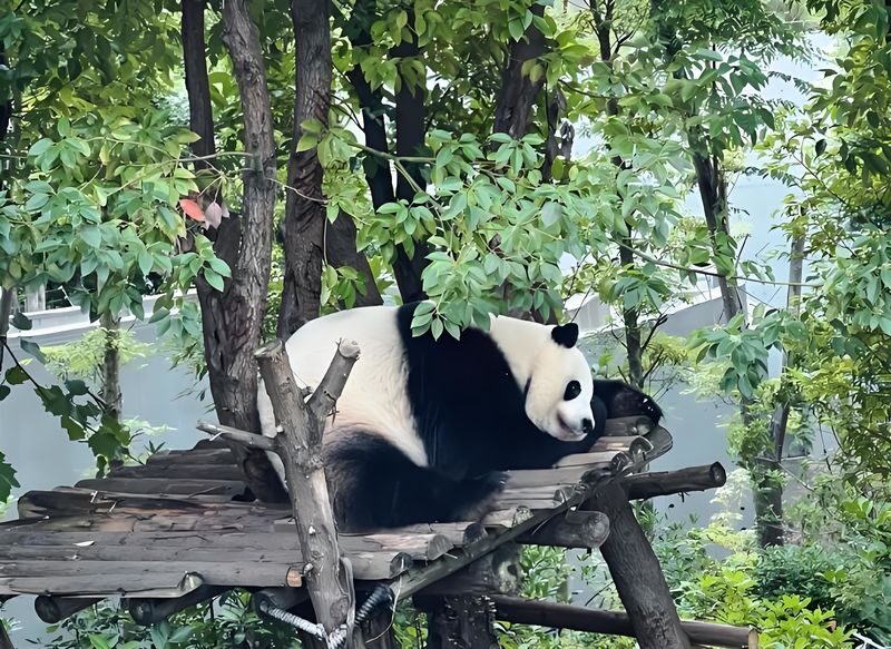 Chengdu Giant Panda and Leshan Giant Buddha Full-Day Sightseeing Tour - Seeing the Leshan Giant Buddha