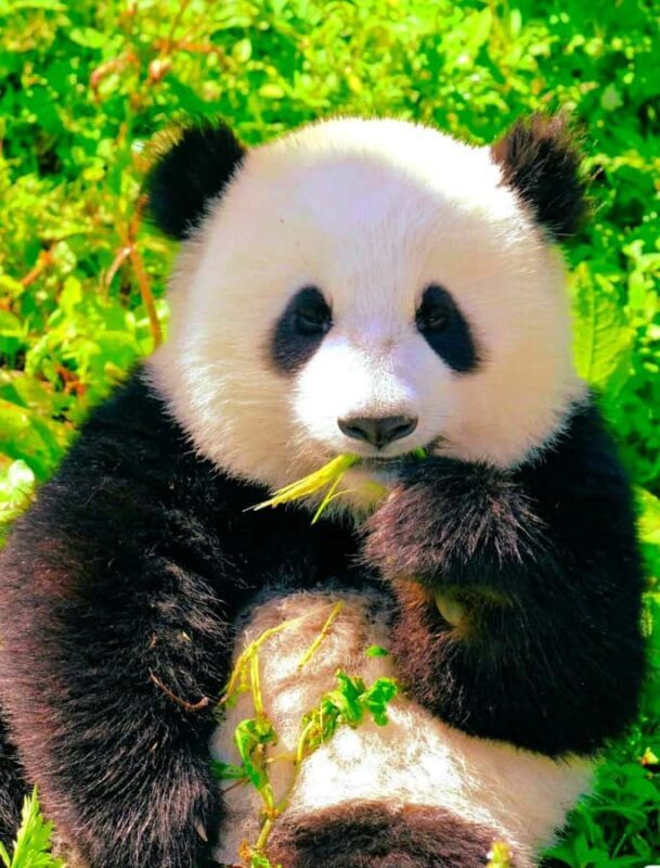 Chengdu: Giant Panda Base Admission Ticket - An Authentic Panda Experience in Chengdu