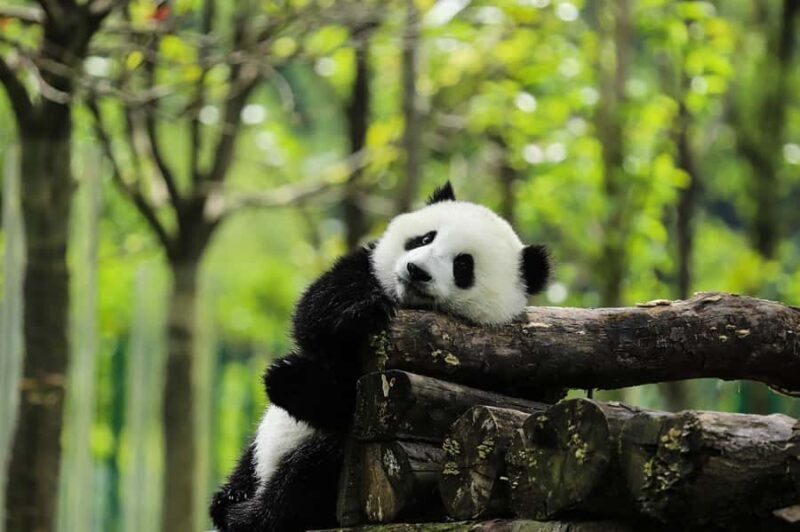 Chengdu Giant Panda Base Half Day Tour (English Tour Guide) - The Sum Up: Who Should Book This Tour?