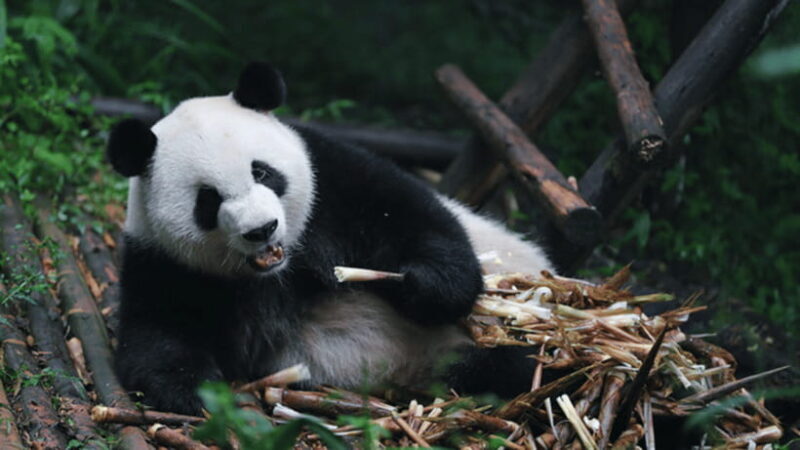 Chengdu: Giant Panda Base Reservation and Entry - A Deep Dive into the Panda Base Experience