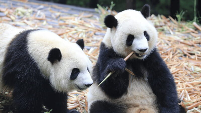 Chengdu: Giant Panda Base Reservation and Entry - Good To Know