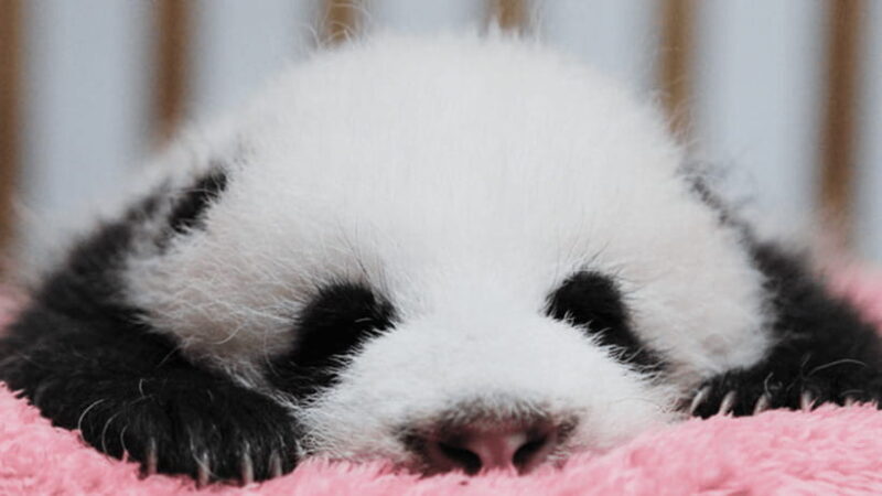 Chengdu: Giant Panda Base Reservation and Entry - The value of the experience