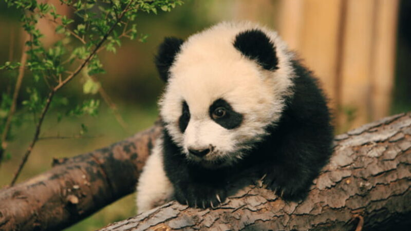 Chengdu: Giant Panda Base Reservation and Entry - Practical tips for your visit