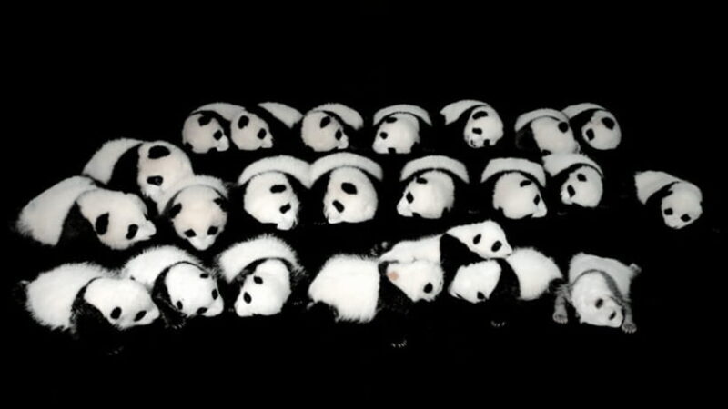 Chengdu: Giant Panda Base Reservation and Entry - Final thoughts