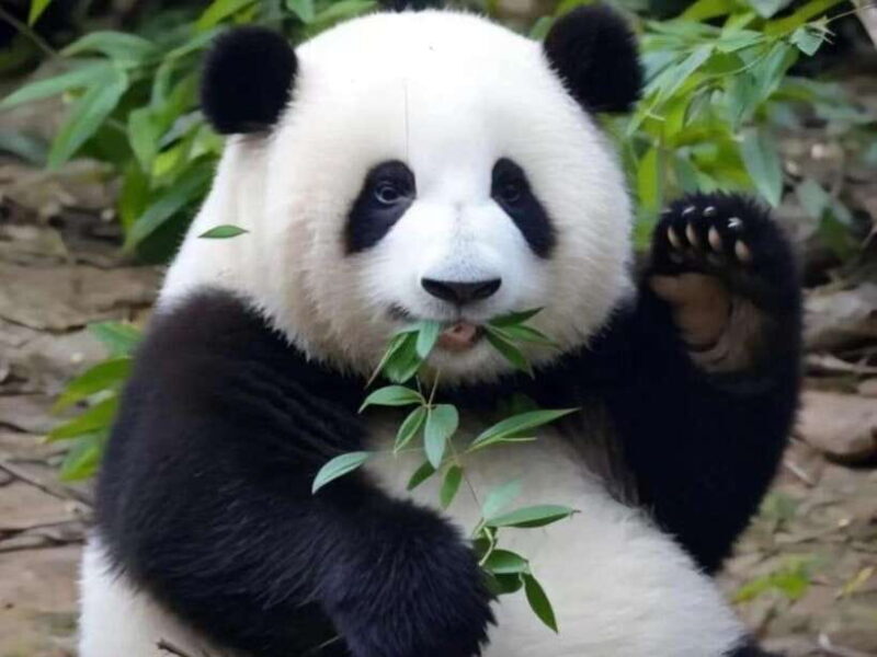 Chengdu: Giant Panda Base, Sanxingdui Museum, and Opera Tour - Who Is This Tour Best For?