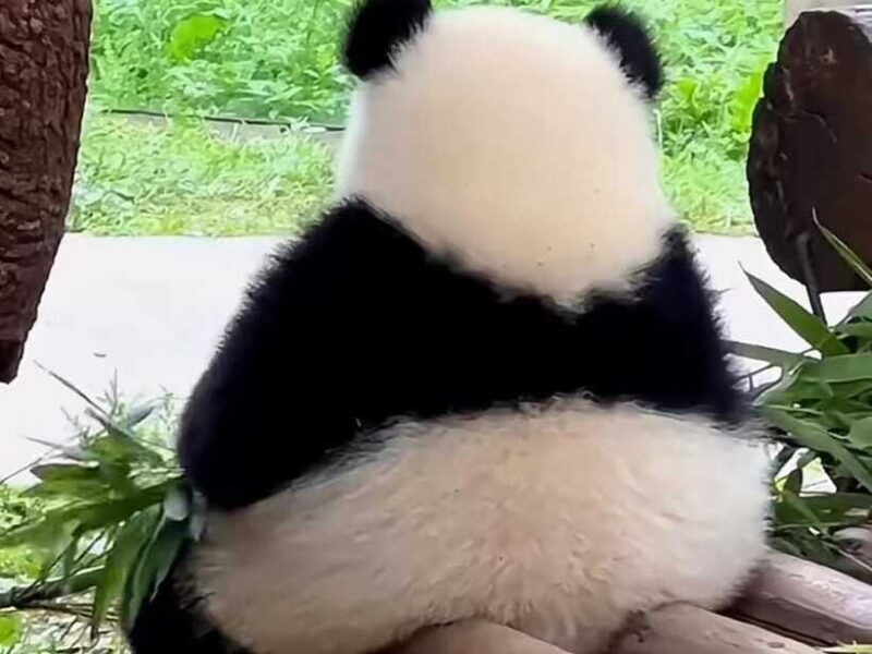 Chengdu: Giant Panda Base, Sanxingdui Museum, and Opera Tour - FAQ