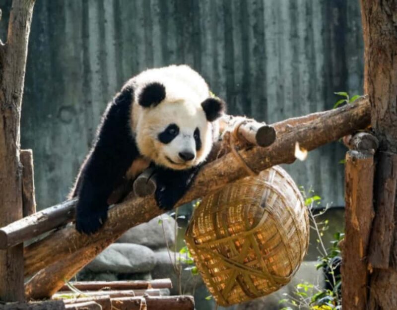 Chengdu: Giant Panda Base Tour with Panda Nutrition Class - An In-Depth Look at the Panda Experience