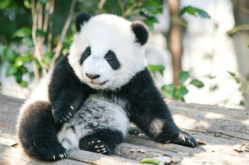 Chengdu Giant Panda Breeding Research Base Half-Day Guided Tour - A half-day centered on pandas and conservation