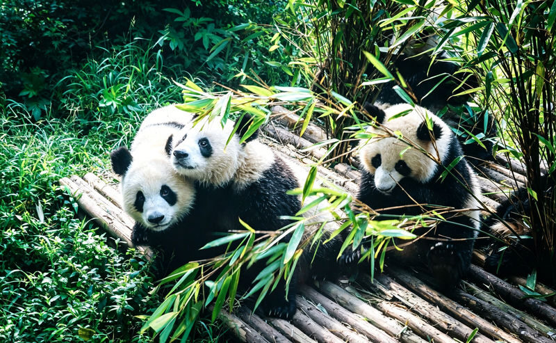 Chengdu Giant Panda Breeding Research Base Half-Day Guided Tour - A closer look at the half-day format