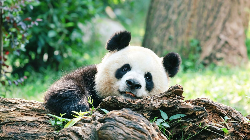Chengdu Giant Panda Breeding Research Base Half-Day Guided Tour - Why the guide’s pace matters