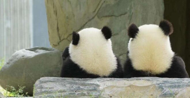 Chengdu: Giant Panda Breeding Research Base Ticket - Duration and Features