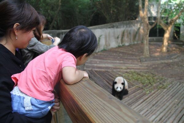 Chengdu: Giant Panda Breeding Research Base Ticket - Important Booking Information