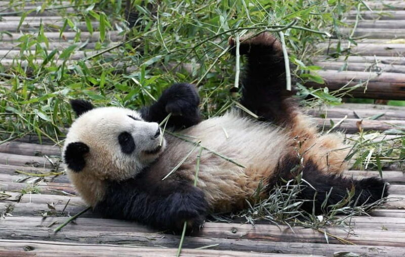 Chengdu Giant Panda: Panda Base or Shenshuping (optional) - Introduction