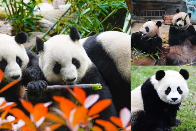Chengdu Giant Panda: Panda Base or Shenshuping (optional) - What to Expect from Each Experience