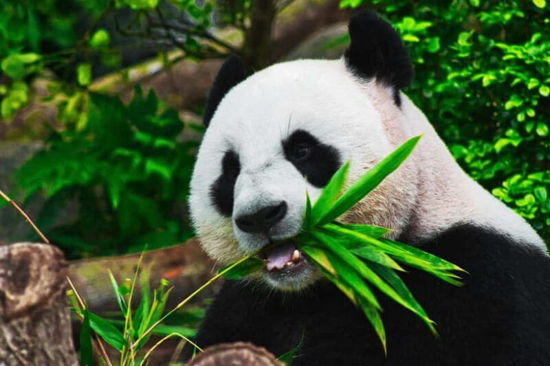Chengdu: Half-Day Panda Base Tour with Guide Option - Chengdu: Half-Day Panda Base Tour with Guide Option — An Honest Review