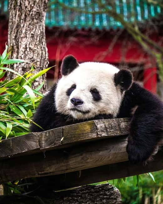 Chengdu: Half-Day Panda Base Tour with Guide Option - Good To Know