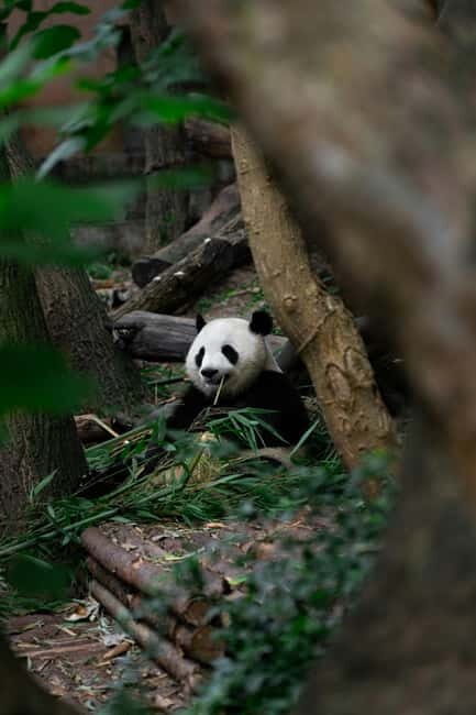 Chengdu: Half-Day Panda Base Tour with Guide Option - How the Tour Fits into Your Chengdu Itinerary