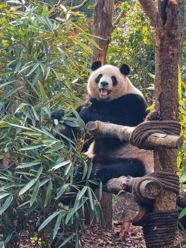 Chengdu: Hidden Wonders Day Tour with Wolong Panda Base - Authentic Insights from Reviews