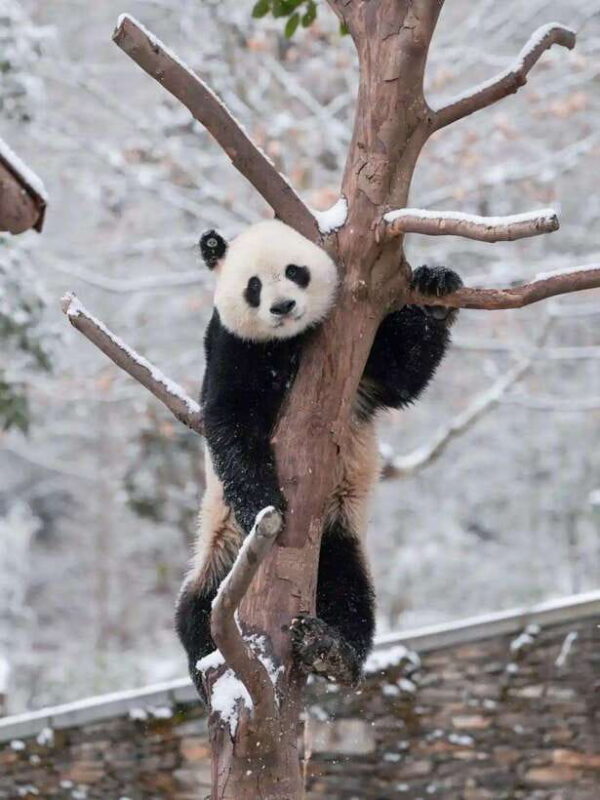Chengdu: Hidden Wonders Day Tour with Wolong Panda Base - FAQ